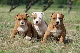 AMSTAFF  PUPPIES 117